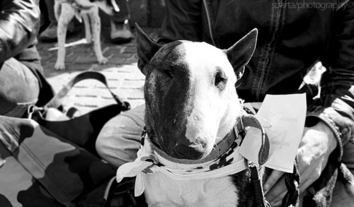 Bull Terrier Miniature  Nome: Mr. Boss  Pr: Juri Bertoldero   Italia